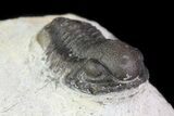 Bargain, Gerastos Trilobite Fossil - Morocco #69117-3